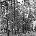 Rollei-Superpan-200-in SPUR-UFP-1